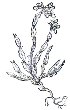 Genista tridentata Carqueja, Prickled broom